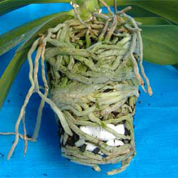 胡蝶蘭の根