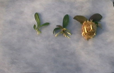 胡蝶蘭フラスコ苗との比較